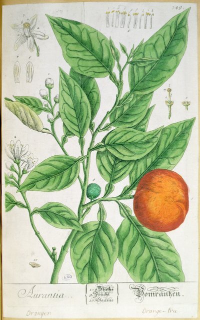 فرع برتقالي بالفواكه ، من "A Curious Herbal" ، نُشر في نورمبرغ عام 1757 (نقش ملون) بواسطة إليزابيث بلاكويل