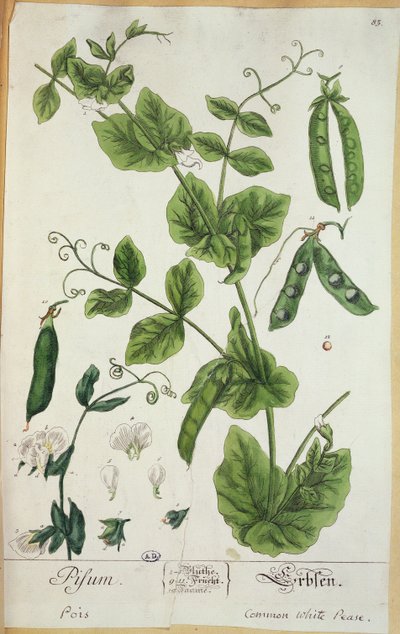 البازلاء ، لوحة من "Herbarium Blackwellianum" للفنان ، 1757 (قلم وحبر ومرحاض على ورق) بواسطة إليزابيث بلاكويل
