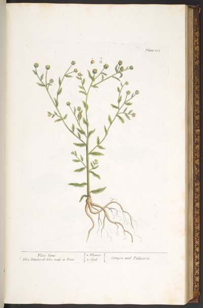 اللوحة 103 من A Curious Herbal بواسطة إليزابيث بلاكويل