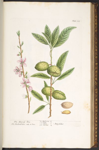 اللوحة 105 من A Curious Herbal بواسطة إليزابيث بلاكويل