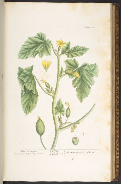 اللوحة 108 من A Curious Herbal بواسطة إليزابيث بلاكويل