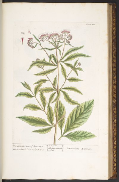 اللوحة 110 من A Curious Herbal بواسطة إليزابيث بلاكويل