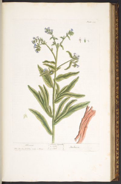 اللوحة 112 من A Curious Herbal بواسطة إليزابيث بلاكويل