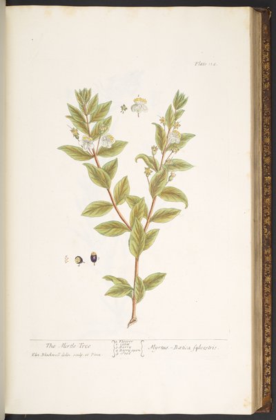 اللوحة 114 من A Curious Herbal بواسطة إليزابيث بلاكويل