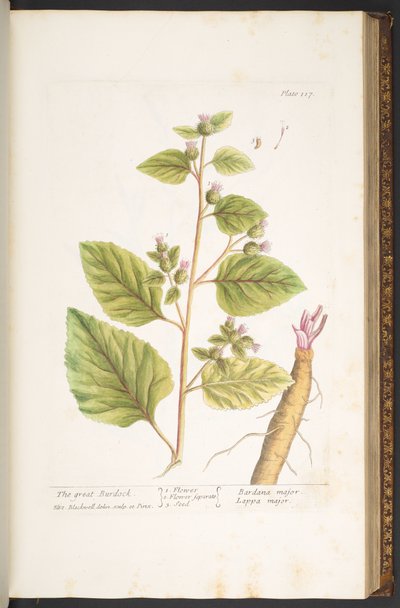 اللوحة 117 من A Curious Herbal بواسطة إليزابيث بلاكويل