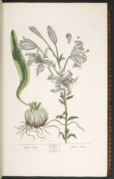 اللوحة 11 ، الزنبق الأبيض ، من "A Curious Herbal" بواسطة إليزابيث بلاكويل