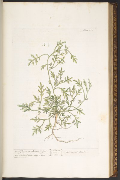 اللوحة 120 من A Curious Herbal بواسطة إليزابيث بلاكويل