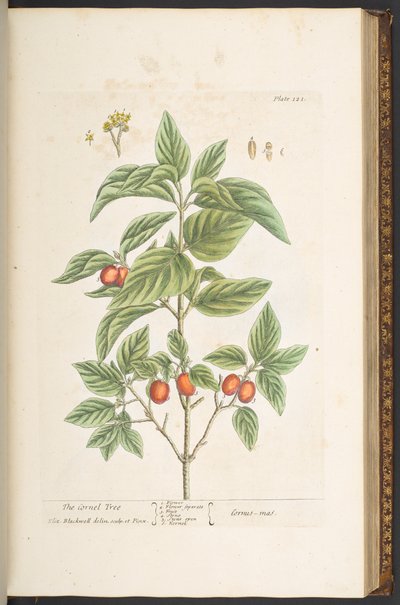 اللوحة 121 من A Curious Herbal بواسطة إليزابيث بلاكويل