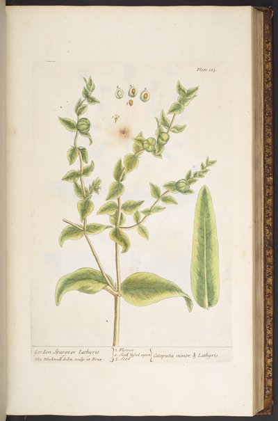 اللوحة 123 من "A Curious Herbal" بواسطة إليزابيث بلاكويل