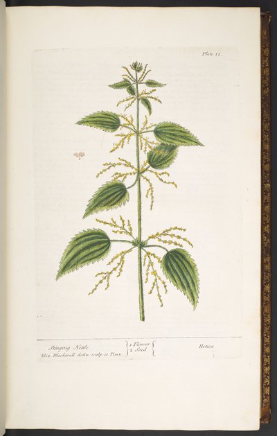 اللوحة 12 ، نبات القراص اللاذع ، من "A Curious Herbal" بواسطة إليزابيث بلاكويل
