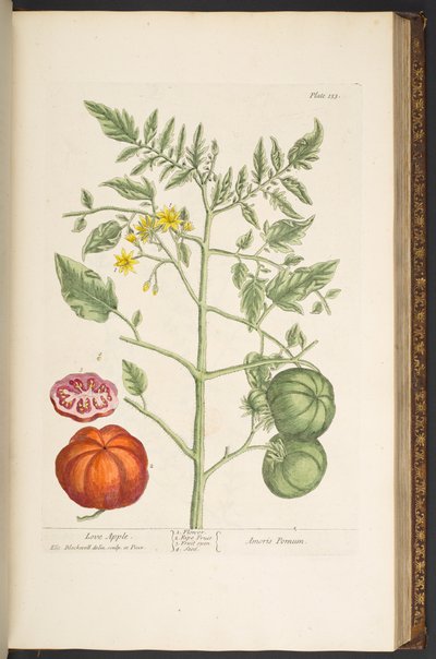 اللوحة 133 من "A Curious Herbal" بواسطة إليزابيث بلاكويل