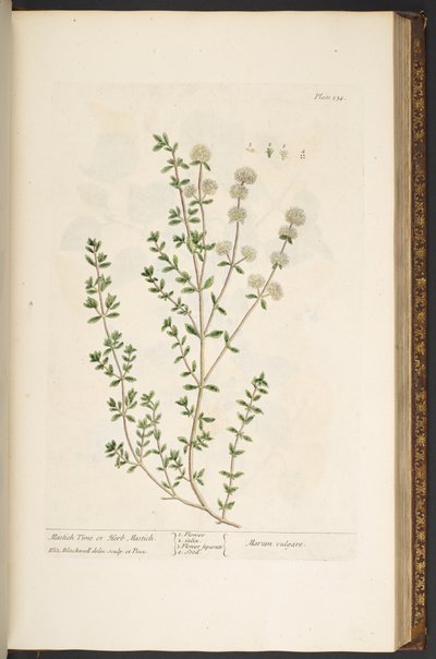 اللوحة 134 من A Curious Herbal بواسطة إليزابيث بلاكويل
