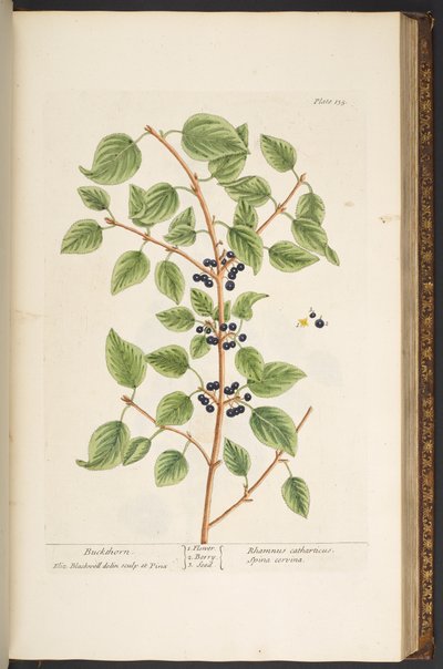 اللوحة 135 من A Curious Herbal بواسطة إليزابيث بلاكويل