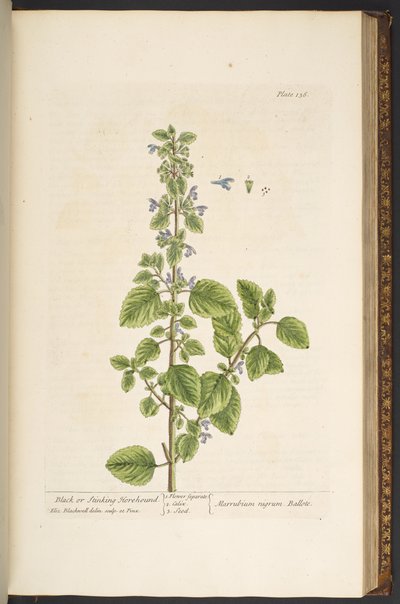 اللوحة 136 من A Curious Herbal بواسطة إليزابيث بلاكويل