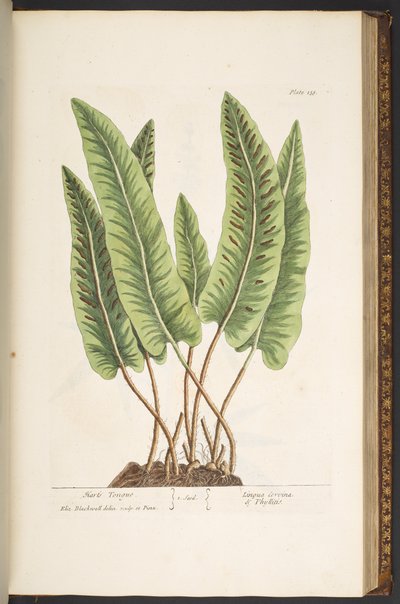 اللوحة 138 من A Curious Herbal بواسطة إليزابيث بلاكويل