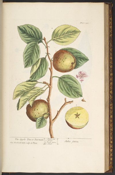 اللوحة 141 من A Curious Herbal بواسطة إليزابيث بلاكويل