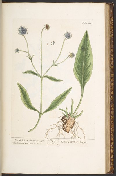 اللوحة 142 ، لقمة الشيطان ، أو Smooth Succisa ، من "A Curious Herbal" بواسطة إليزابيث بلاكويل
