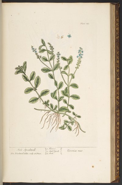 اللوحة 143 من A Curious Herbal بواسطة إليزابيث بلاكويل