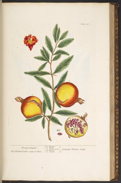 اللوحة 145 من A Curious Herbal بواسطة إليزابيث بلاكويل