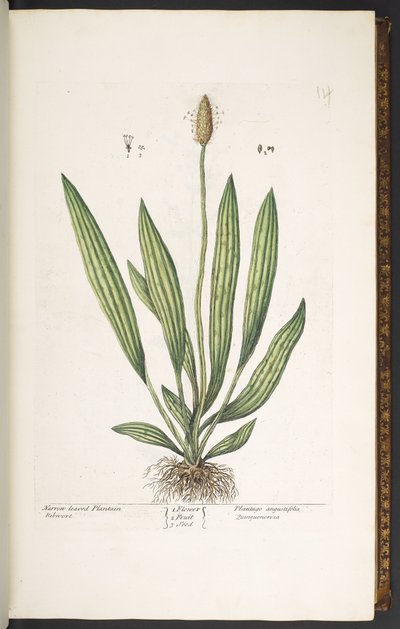 اللوحة 14 ، لسان الحمل الضيق ، من "A Curious Herbal" بواسطة إليزابيث بلاكويل