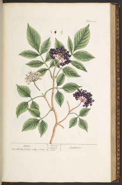 اللوحة رقم 151 من "A Curious Herbal" بواسطة إليزابيث بلاكويل