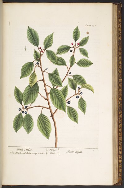 اللوحة 152 من A Curious Herbal بواسطة إليزابيث بلاكويل