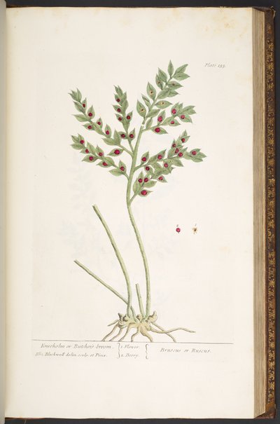 اللوحة 155 من A Curious Herbal بواسطة إليزابيث بلاكويل