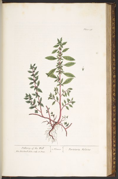 اللوحة 156 من A Curious Herbal بواسطة إليزابيث بلاكويل