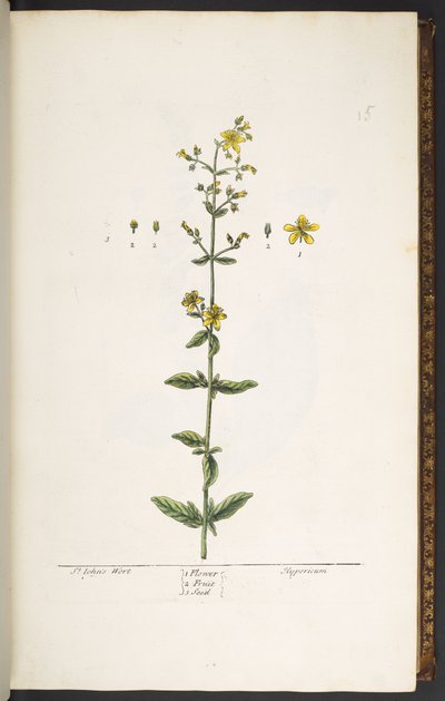 اللوحة 15 ، نبتة سانت جون ، من "A Curious Herbal" بواسطة إليزابيث بلاكويل