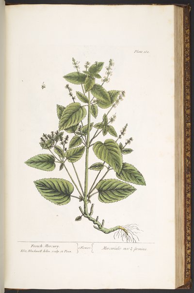 اللوحة 162 من A Curious Herbal بواسطة إليزابيث بلاكويل