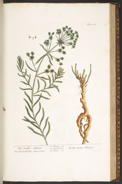 اللوحة 163 من A Curious Herbal بواسطة إليزابيث بلاكويل