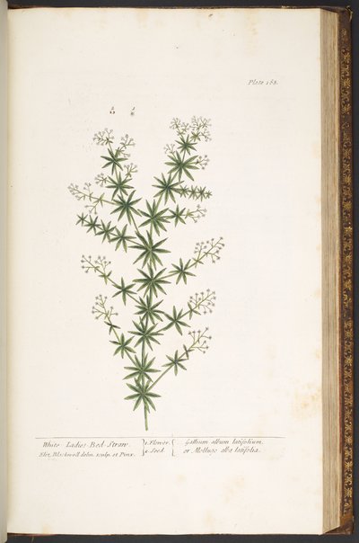 اللوحة 168 من A Curious Herbal بواسطة إليزابيث بلاكويل
