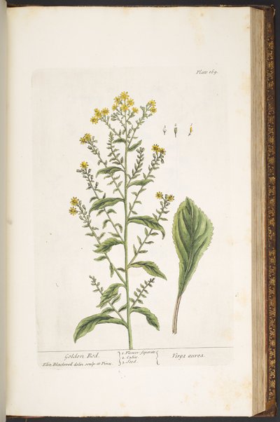 اللوحة 169 ، العصا الذهبية ، من "A Curious Herbal" بواسطة إليزابيث بلاكويل