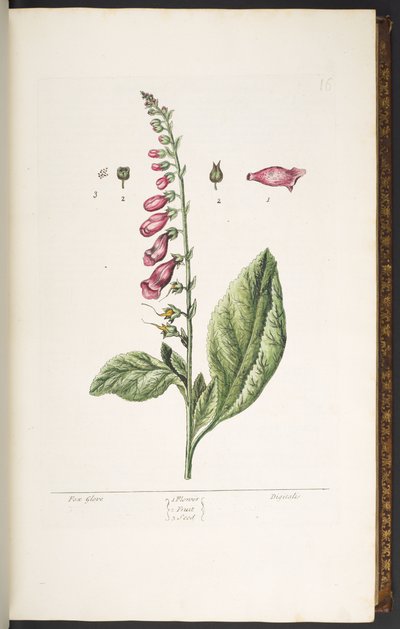 اللوحة رقم 16 ، قفاز الثعلب ، من "A Curious Herbal" بواسطة إليزابيث بلاكويل