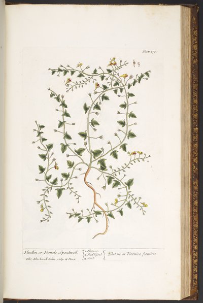 اللوحة 170 من A Curious Herbal بواسطة إليزابيث بلاكويل