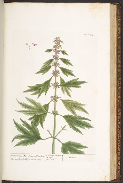 اللوحة 171 من A Curious Herbal بواسطة إليزابيث بلاكويل