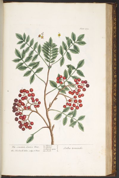 اللوحة 173 من A Curious Herbal بواسطة إليزابيث بلاكويل