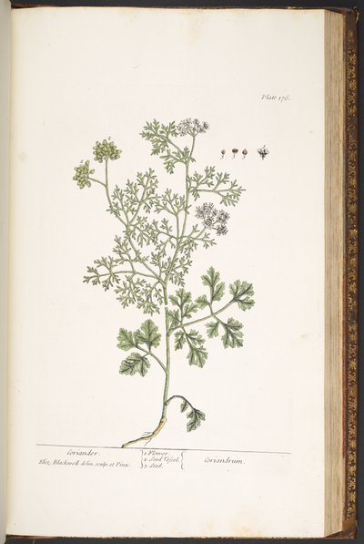 اللوحة 176 من A Curious Herbal بواسطة إليزابيث بلاكويل