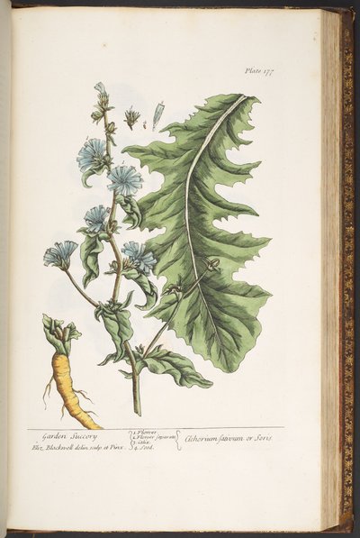 اللوحة 177 من A Curious Herbal بواسطة إليزابيث بلاكويل