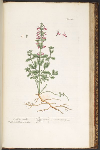 اللوحة رقم 180 من "A Curious Herbal" بواسطة إليزابيث بلاكويل