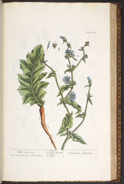 اللوحة 183 من "A Curious Herbal" بواسطة إليزابيث بلاكويل