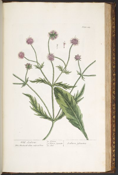 اللوحة 185 من A Curious Herbal بواسطة إليزابيث بلاكويل