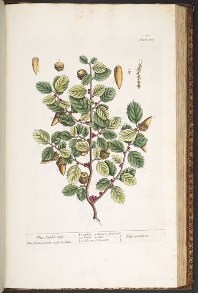 اللوحة 186 من A Curious Herbal بواسطة إليزابيث بلاكويل