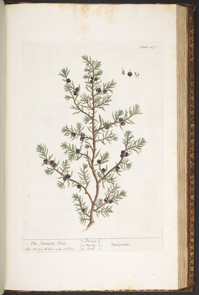 لوحة 187 ، شجرة العرعر ، من "A Curious Herbal" بواسطة إليزابيث بلاكويل