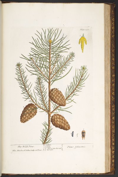 اللوحة 190 من A Curious Herbal بواسطة إليزابيث بلاكويل
