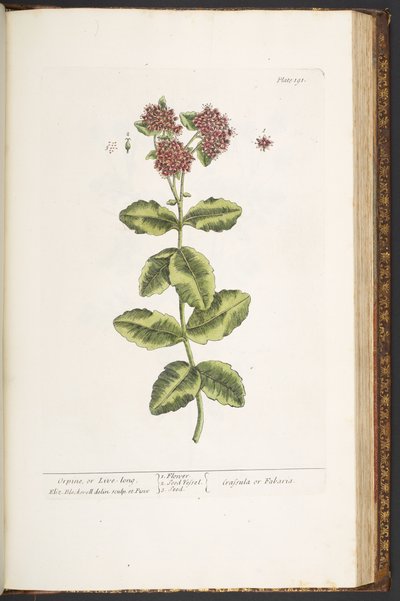 اللوحة 191 ، Orpine ، أو Live-Long ، من "A Curious Herbal" بواسطة إليزابيث بلاكويل