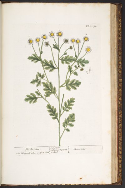 اللوحة 192 من A Curious Herbal بواسطة إليزابيث بلاكويل
