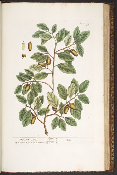 اللوحة رقم 193 من A Curious Herbal بواسطة إليزابيث بلاكويل