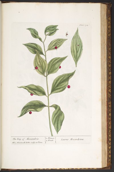 اللوحة 194 من A Curious Herbal بواسطة إليزابيث بلاكويل