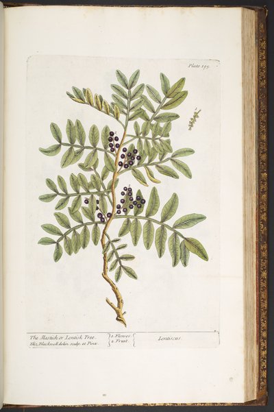 لوحة 195 من A Curious Herbal بواسطة إليزابيث بلاكويل